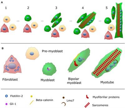 The Role of Embryonic Chick Muscle Cell Culture in the Study of Skeletal Myogenesis